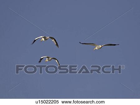 Stock Photography - saskatchewan, white, scenic, flight, pelicans, american. Fotosearch