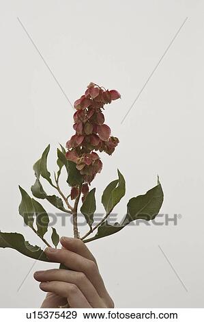saskatchewan, wildflower, scenic, up, held, pinkish View Large Photo Image Stock Photo - saskatchewan, wildflower, scenic, up, held, pinkish. Fotosearch