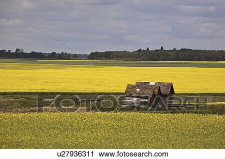 Stock Image - saskatchewan, yellow, scenic, canola, field, bright. Fotosearch