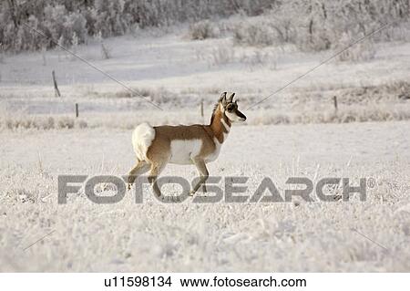 scenic, antelope, field, covered, frost, pronghorn View Large Photo Image Picture - scenic, antelope, field, covered, frost, pronghorn. Fotosearch