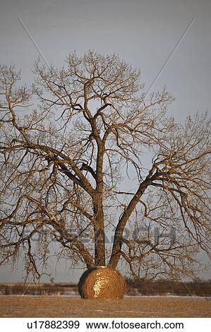 Stock Photo - scenic, bale, tree, lone, front, hay. Fotosearch