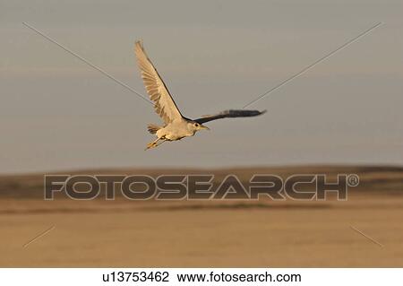 scenic, bittern, lake, chaplin, flight, american View Large Photo Image Stock Image - scenic, bittern, lake, chaplin, flight, american. Fotosearch
