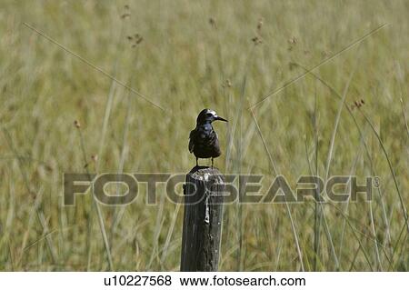 Stock Photo - scenic, black, postr, fence, tern, immature. Fotosearch