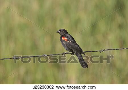 Stock Image - scenic, blackbird, strand, wire, barbed, tricolored. Fotosearch