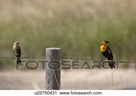 Stock Image - scenic, blackbirds, strand, wire, barbed, yellowheaded. Fotosearch
