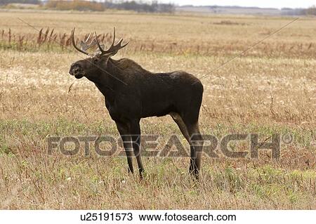 Stock Image - scenic, bull, griffin, photographed, moose, young. Fotosearch