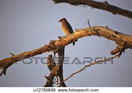 Stock Photo - scenic, cedar, tree, perched, waxwings, two. Fotosearch