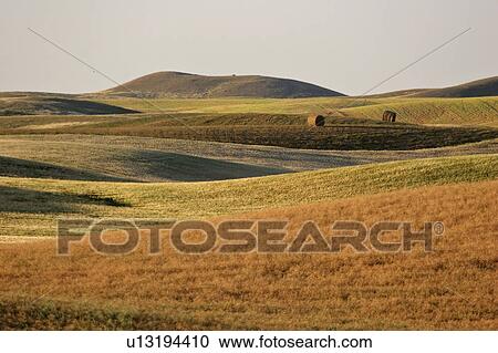 Stock Image - scenic, crops, coderre, north, hills, ripening. Fotosearch