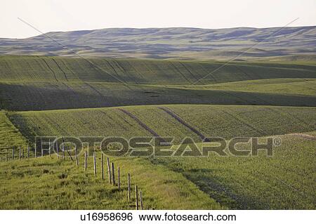 scenic, crops, coteau, missouri, growing, new View Large Photo Image Stock Photograph - scenic, crops, coteau, missouri, growing, new. Fotosearch