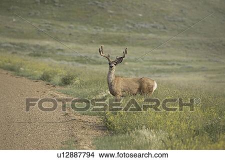 Picture - scenic, deer, antlers, large, buck, mule. Fotosearch