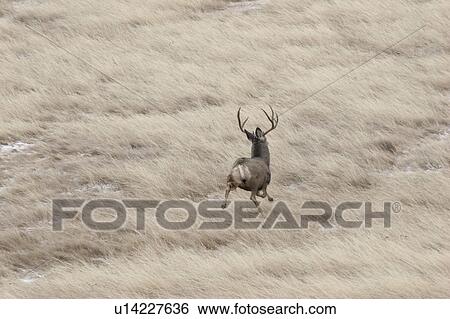 scenic, deer, away, bounding, buck, mule View Large Photo Image Stock Photograph - scenic, deer, away, bounding, buck, mule. Fotosearch