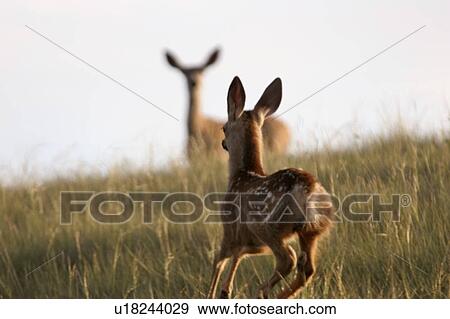 scenic, deer, mommy, running, fawn, mule View Large Photo Image Stock Photo - scenic, deer, mommy, running, fawn, mule. Fotosearch