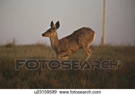 Stock Photo - scenic, deer, up, rising, doe, mule. Fotosearch