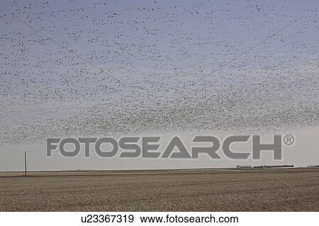 Stock Photo - scenic, flock, flight, geese, snow, large. Fotosearch