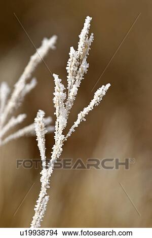 scenic, frost, plant, grass, dead, hoar View Large Photo Image Picture - scenic, frost, plant, grass, dead, hoar. Fotosearch