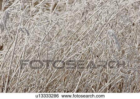 Stock Photograph - scenic, frost, plants, grass, dead, hoar. Fotosearch
