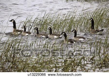 scenic, goose, pond, roadside, family, canada View Large Photo Image Stock Photograph - scenic, goose, pond, roadside, family, canada. Fotosearch