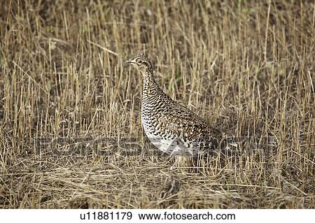 Stock Photo - scenic, grouse, field, stubble, standing, sharptailed. Fotosearch