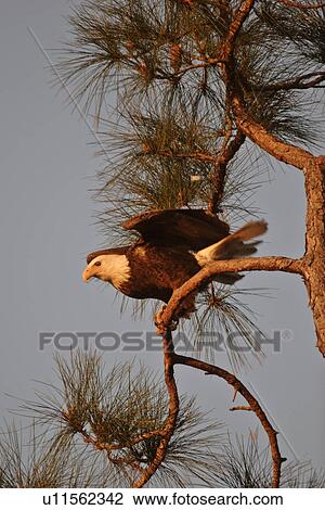 Stock Image - scenic, haliaeetus, usa, florida, eagle. Fotosearch