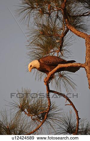 scenic, haliaeetus, usa, florida, eagle View Large Photo Image Stock Photo - scenic, haliaeetus, usa, florida, eagle. Fotosearch