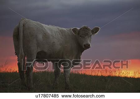 Stock Photography - scenic, highlighted, clouds, rain, sunlit, heifer. Fotosearch