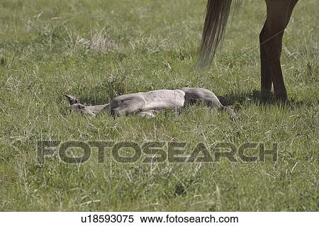 scenic, horse, grazes, mother, sleeping, baby View Large Photo Image Stock Photography - scenic, horse, grazes, mother, sleeping, baby. Fotosearch