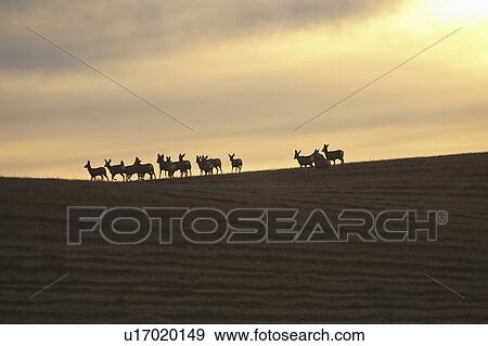 Stock Photo - scenic, mule, ridge, silhouetted, deer, herd. Fotosearch