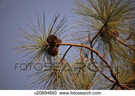scenic, nettles, tree, evergreen, cones, large View Large Photo Image Stock Image - scenic, nettles, tree, evergreen, cones, large. Fotosearch