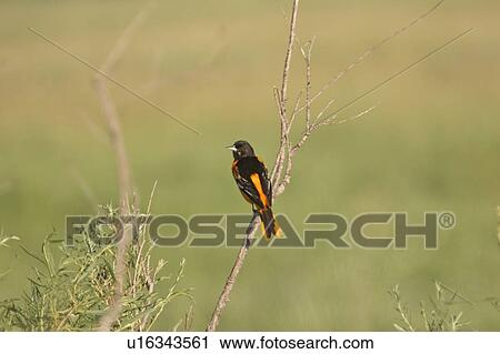 scenic, oriole, branch, shaky, perched, baltimore View Large Photo Image Stock Image - scenic, oriole, branch, shaky, perched, baltimore. Fotosearch