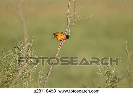 scenic, oriole, branch, shaky, perched, baltimore View Large Photo Image Stock Photo - scenic, oriole, branch, shaky, perched, baltimore. Fotosearch