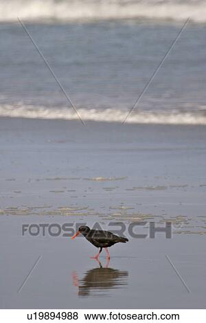 scenic, oystercatcher, beach, island, south, black View Large Photo Image Stock Photo - scenic, oystercatcher, beach, island, south, black. Fotosearch