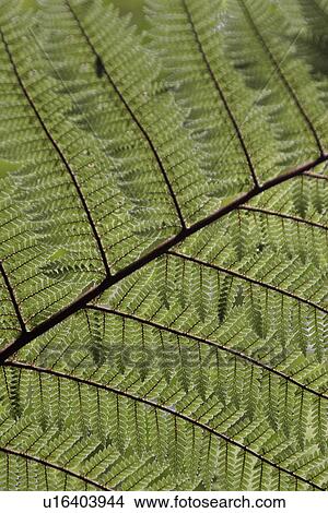 Picture - scenic, rain, island, stewart, forest, plants. Fotosearch