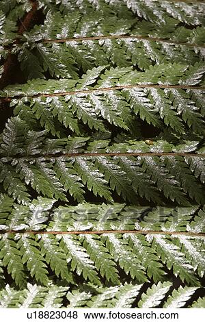 scenic, rain, island, stewart, forest, plants View Large Photo Image Stock Photo - scenic, rain, island, stewart, forest, plants. Fotosearch