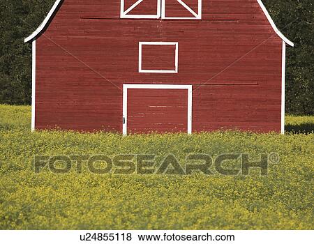 Stock Photo - scenic, red, canola, crop, barn, old. Fotosearch