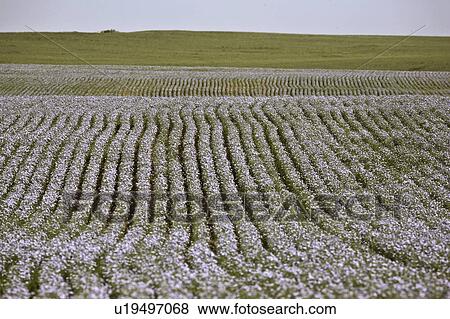 Stock Photo - scenic, rows, flowers, flax, blooming, neat. Fotosearch