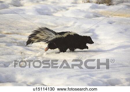 Stock Image - scenic, skunk, field, covered, snow, striped. Fotosearch