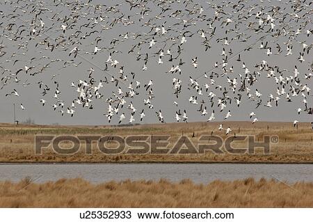 scenic, snow, lake, diefenbaker, geese, thousands View Large Photo Image Stock Image - scenic, snow, lake, diefenbaker, geese, thousands. Fotosearch