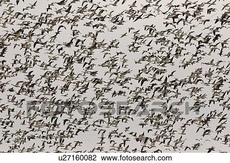 Stock Image - scenic, snow, lake, diefenbaker, geese, thousands. Fotosearch
