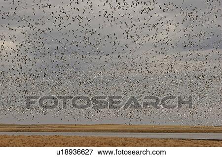 scenic, snow, lake, diefenbaker, geese, thousands View Large Photo Image Stock Photo - scenic, snow, lake, diefenbaker, geese, thousands. Fotosearch