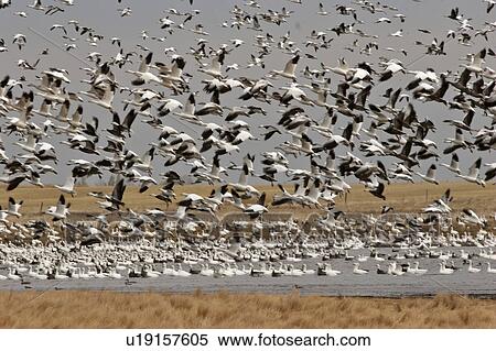 scenic, snow, lake, diefenbaker, geese, thousands View Large Photo Image Stock Photography - scenic, snow, lake, diefenbaker, geese, thousands. Fotosearch