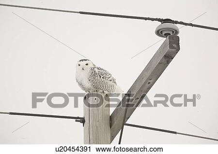 Stock Image - scenic, snowy, pole, telephone, owl, female. Fotosearch