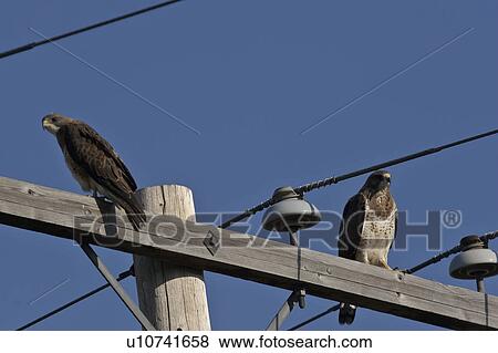 Stock Photo - scenic, swainsons, pole, power, hawks, two. Fotosearch