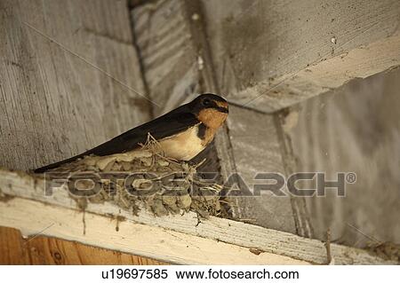scenic, swallow, lake, tobin, nest, barn View Large Photo Image Stock Photography - scenic, swallow, lake, tobin, nest, barn. Fotosearch