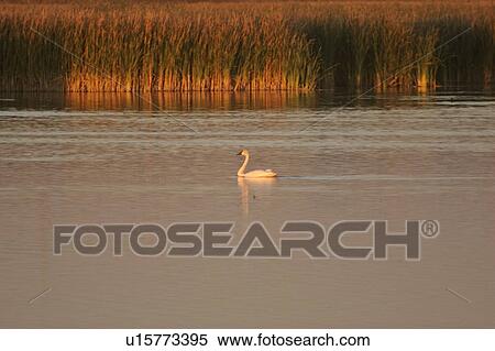 Stock Photography - scenic, swan, marshes, lake, chaplin, tundra. Fotosearch