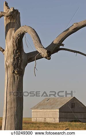 Stock Image - scenic, tree, building, farm, old, dead. Fotosearch