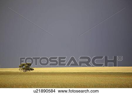 Picture - scenic, tree, field, stubble, middle, lone. Fotosearch