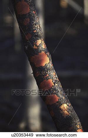 scenic, tree, fire, forest, trunk, burnt View Large Photo Image Stock Photo - scenic, tree, fire, forest, trunk, burnt. Fotosearch