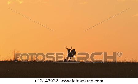 scenic, white, sunset, deer, tailed, leaping View Large Photo Image Stock Image - scenic, white, sunset, deer, tailed, leaping. Fotosearch