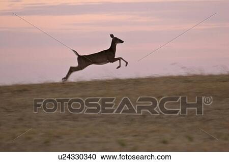 scenic, white, sunset, deer, tailed, leaping View Large Photo Image Stock Image - scenic, white, sunset, deer, tailed, leaping. Fotosearch