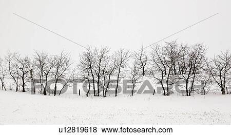 scenic, windrow, snow, deep, trees, leafless View Large Photo Image Stock Photo - scenic, windrow, snow, deep, trees, leafless. Fotosearch